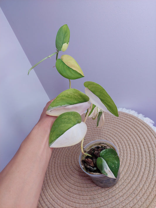 Scindapsus Jade Satin Variegated -#C