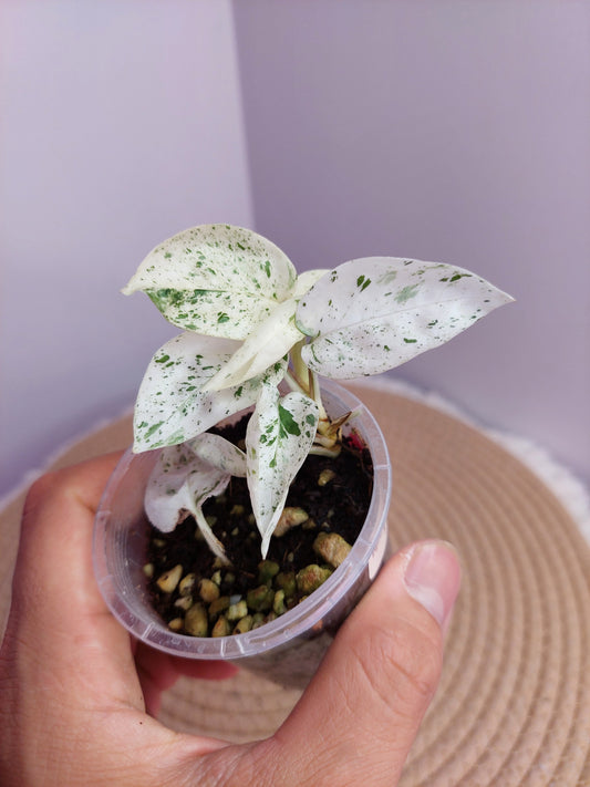 Epipremnum Pinnatum Marble -#A