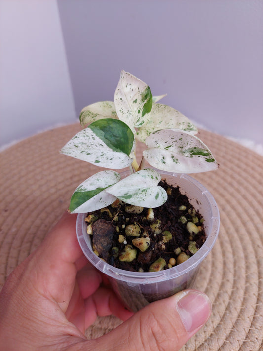 Epipremnum Pinnatum Marble -#B