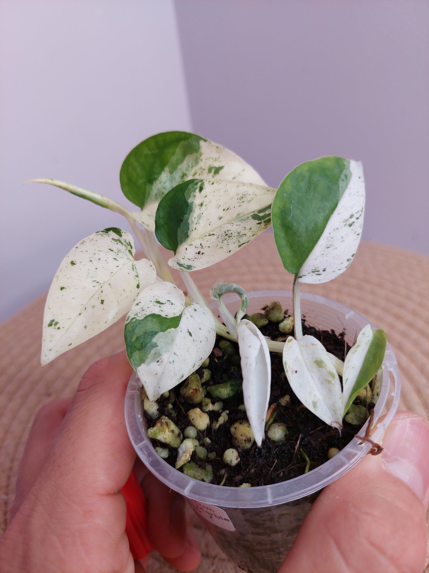 Epipremnum Pinnatum Marble 1