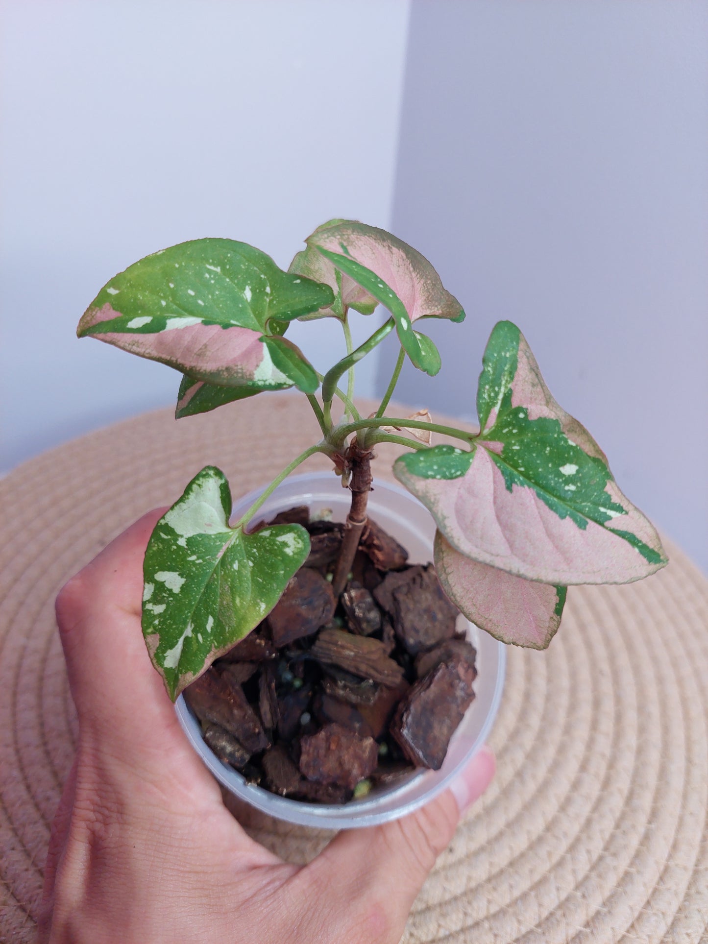 Syngonium Red Spot Tricolour 2