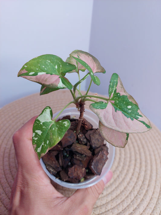 Syngonium Red Spot Tricolour 2