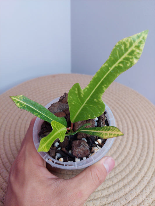 Croton Arrowhead 2