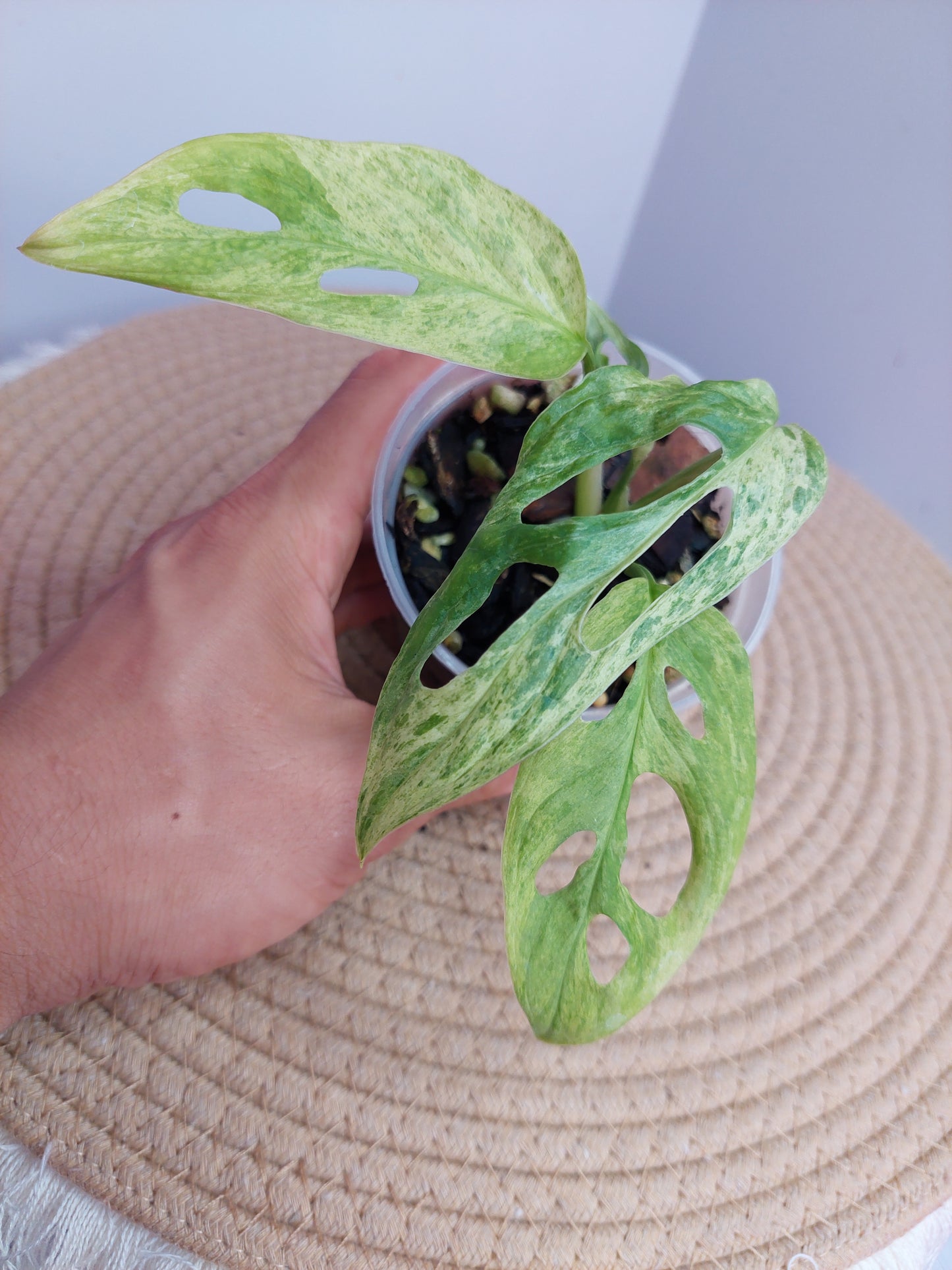 Monstera Adansonii Mint 1
