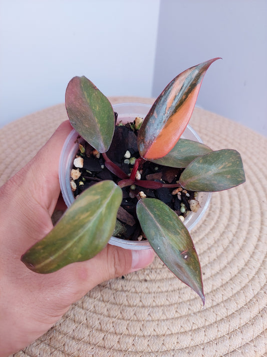 Philodendron Orange Princess Variegated 1