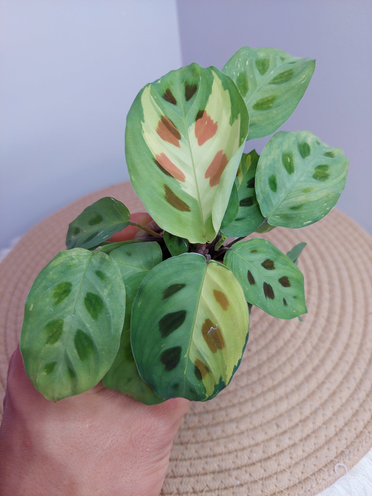 Prayer Plant(Maranta) Variegated 1