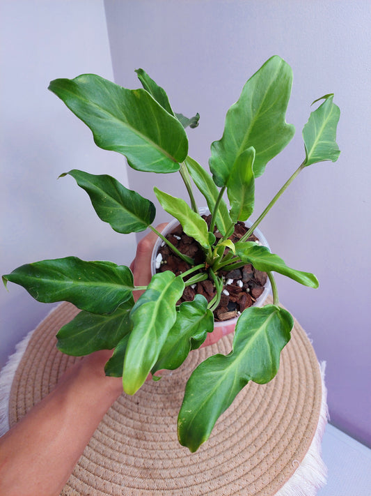 Philodendron Xanadu Variegated 1