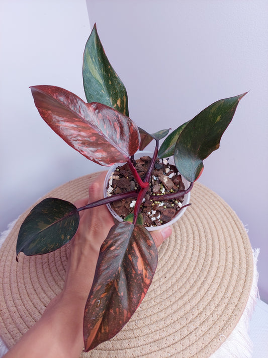 Philodendron Sunspot 1