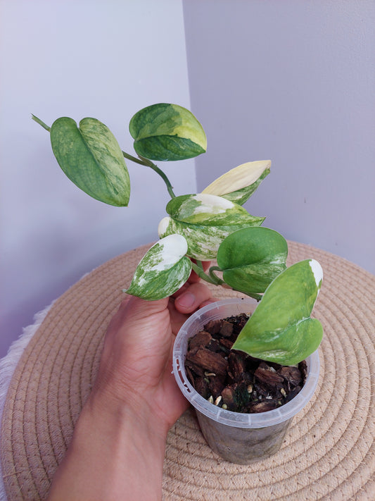 Scindapsus Jade Satin Variegated 1