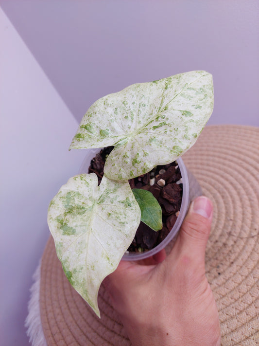 Alocasia Odora Batik Variegated 1
