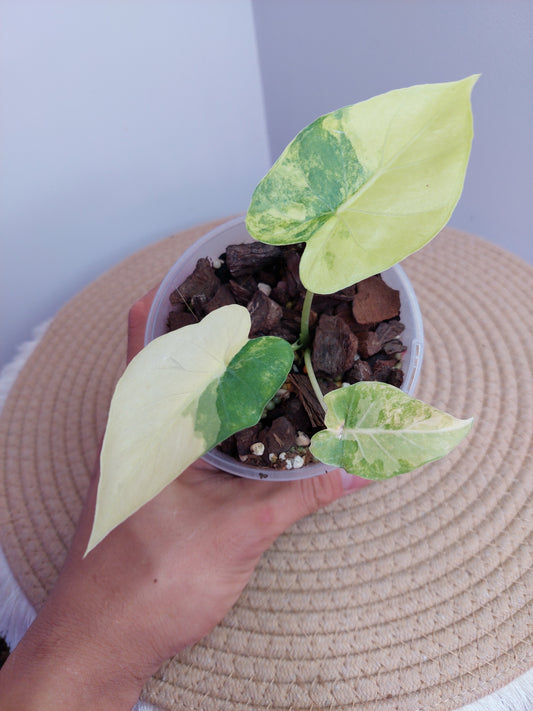 Alocasia Gageana Aurea Variegated 1