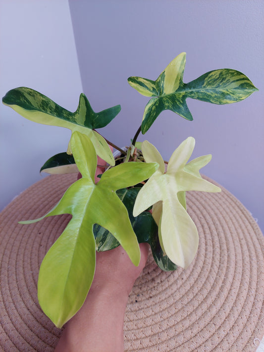 Philodendron Florida Beauty variegated 1
