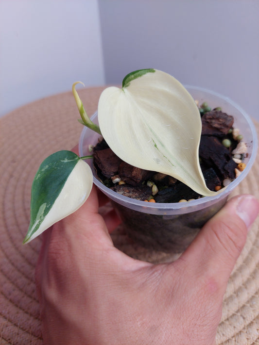 Philodendron Hederaceum(Heartleaf) ALBO Variegated 1
