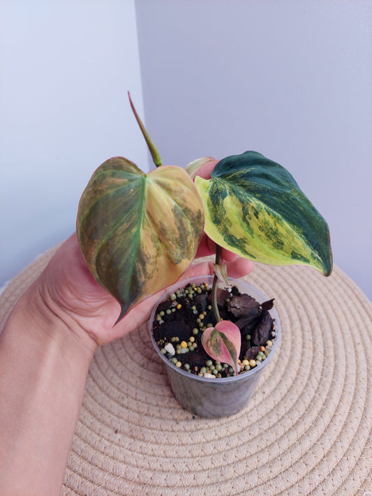 Philodendron Mican Variegated 1