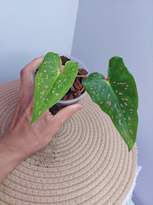 Caladium Miss Muffet 1