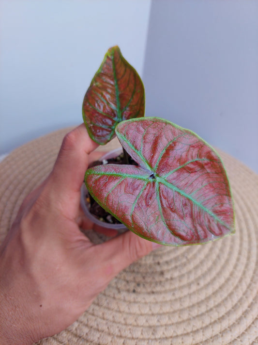 Caladium New Wave 1