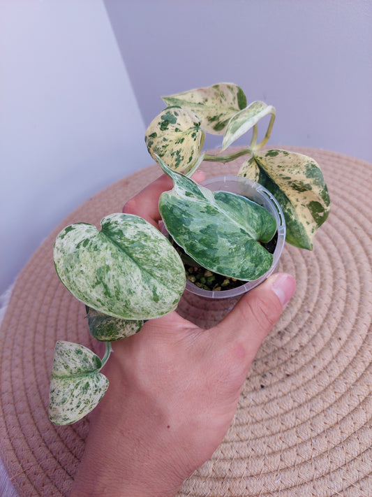 Scindapsus Creme Brulee Variegated 1