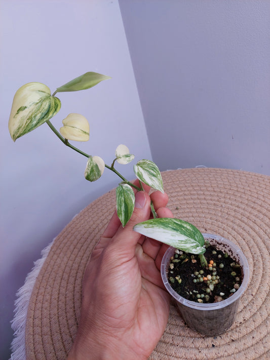 Scindapsus Blue Aurea 1