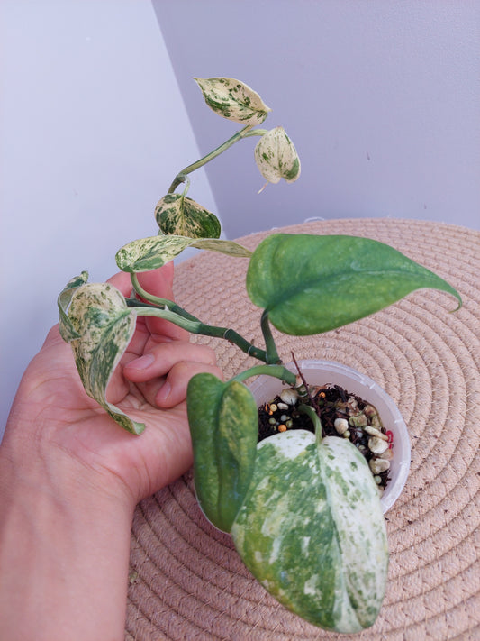 Scindapsus Silver Cloud Variegated 1