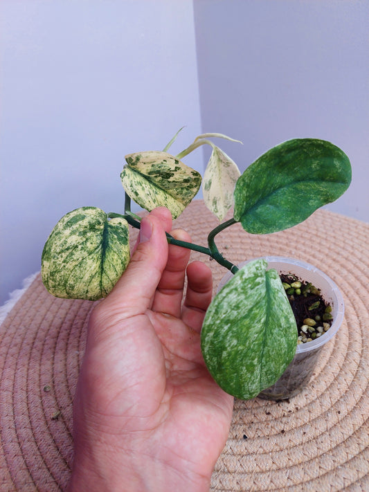 Scindapsus Silver Cloud Variegated 2