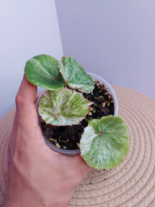 Begonia Rouge Variegated 1