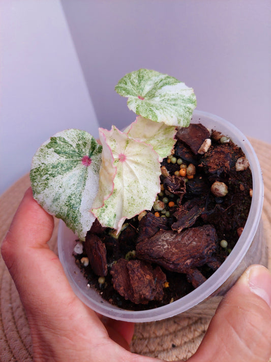 Begonia Rouge Variegated 2