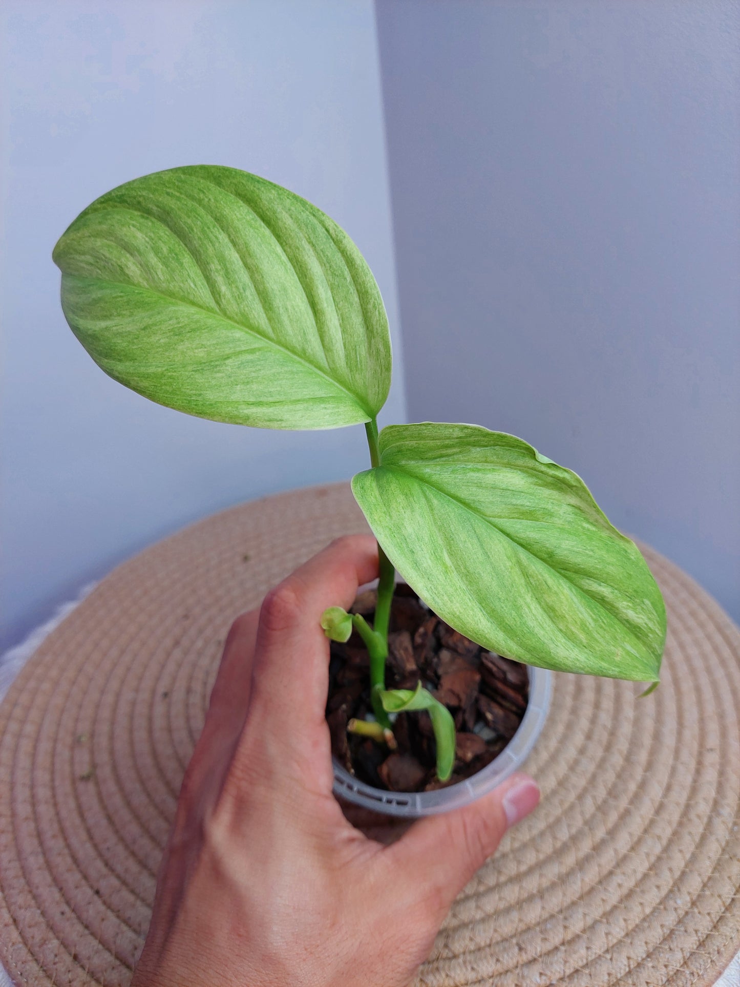 Scindapsus Longistipitatus Marble 1