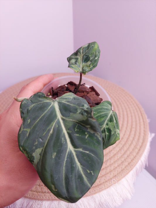 Philodendron Gloriosum Snow Leopard Variegated 1