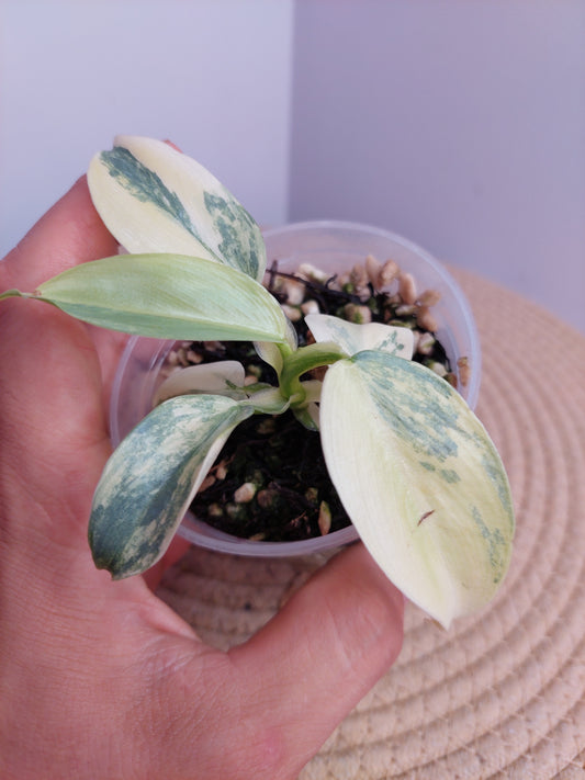 Philodendron Silver Sword Variegated 1
