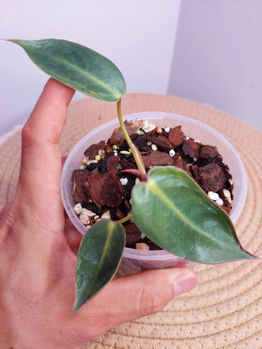 Philodendron Spiritus Sancti 1