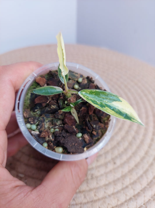 Philodendron Florida Beauty × Tortum Variegated 1