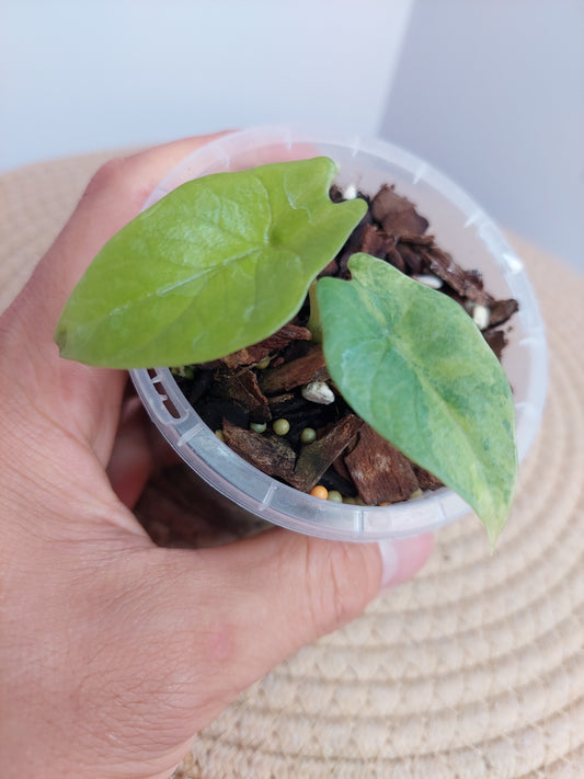 Alocasia Scalprum Aurea 1