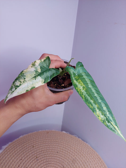 Schismatoglottis Wallichii  Variegated 1