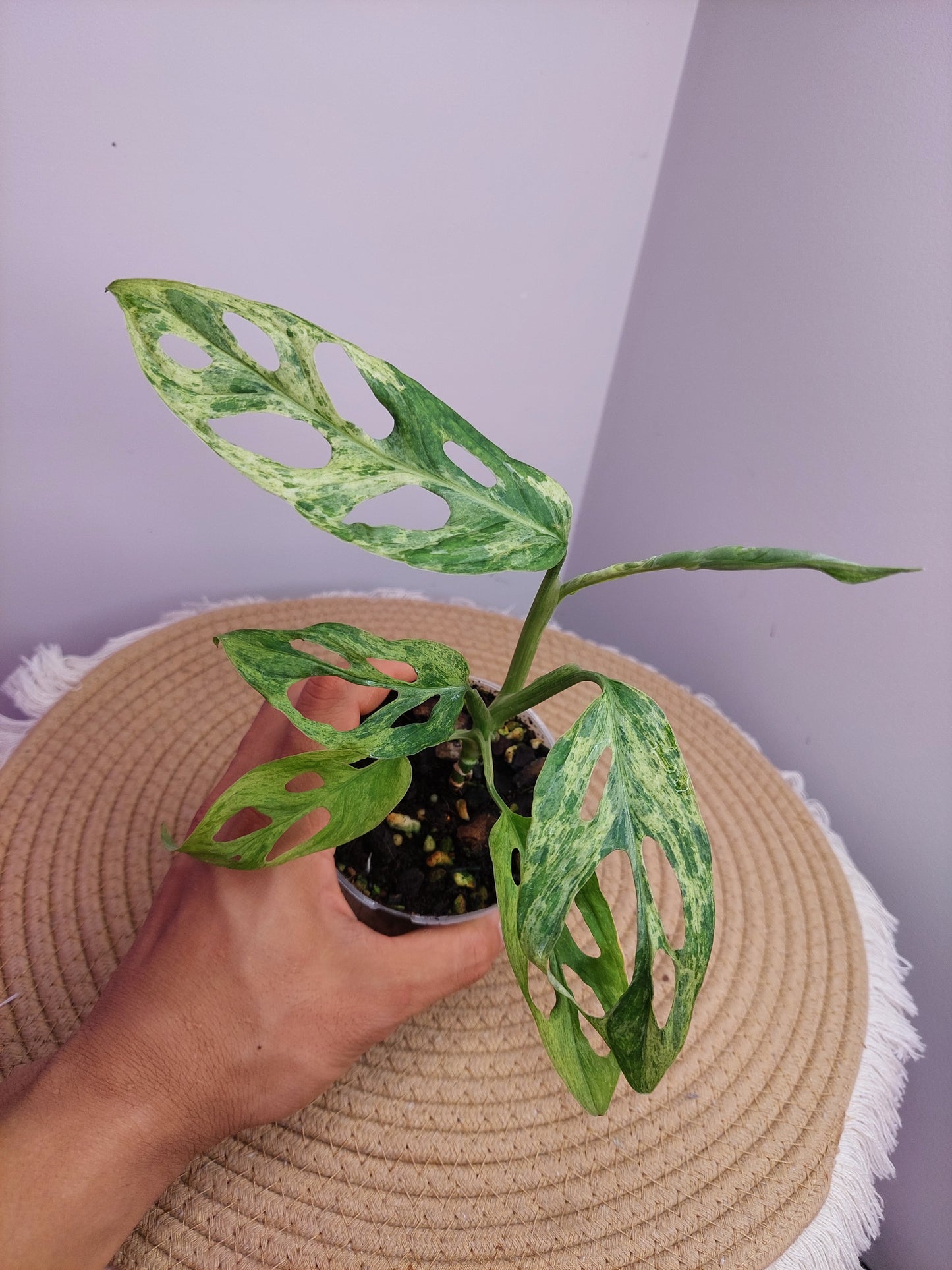 Monstera Adansonii Mint A