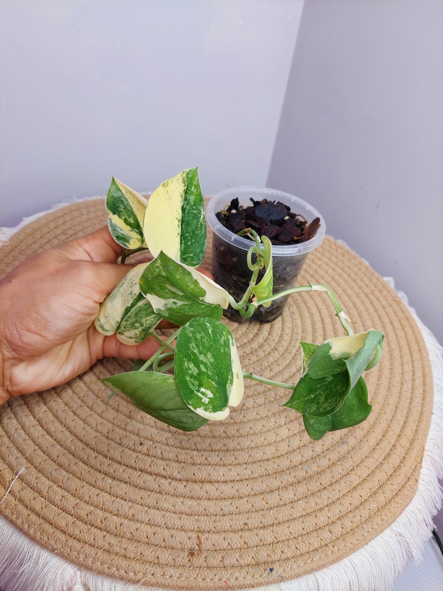 Scindapsus Mangurai Variegated A