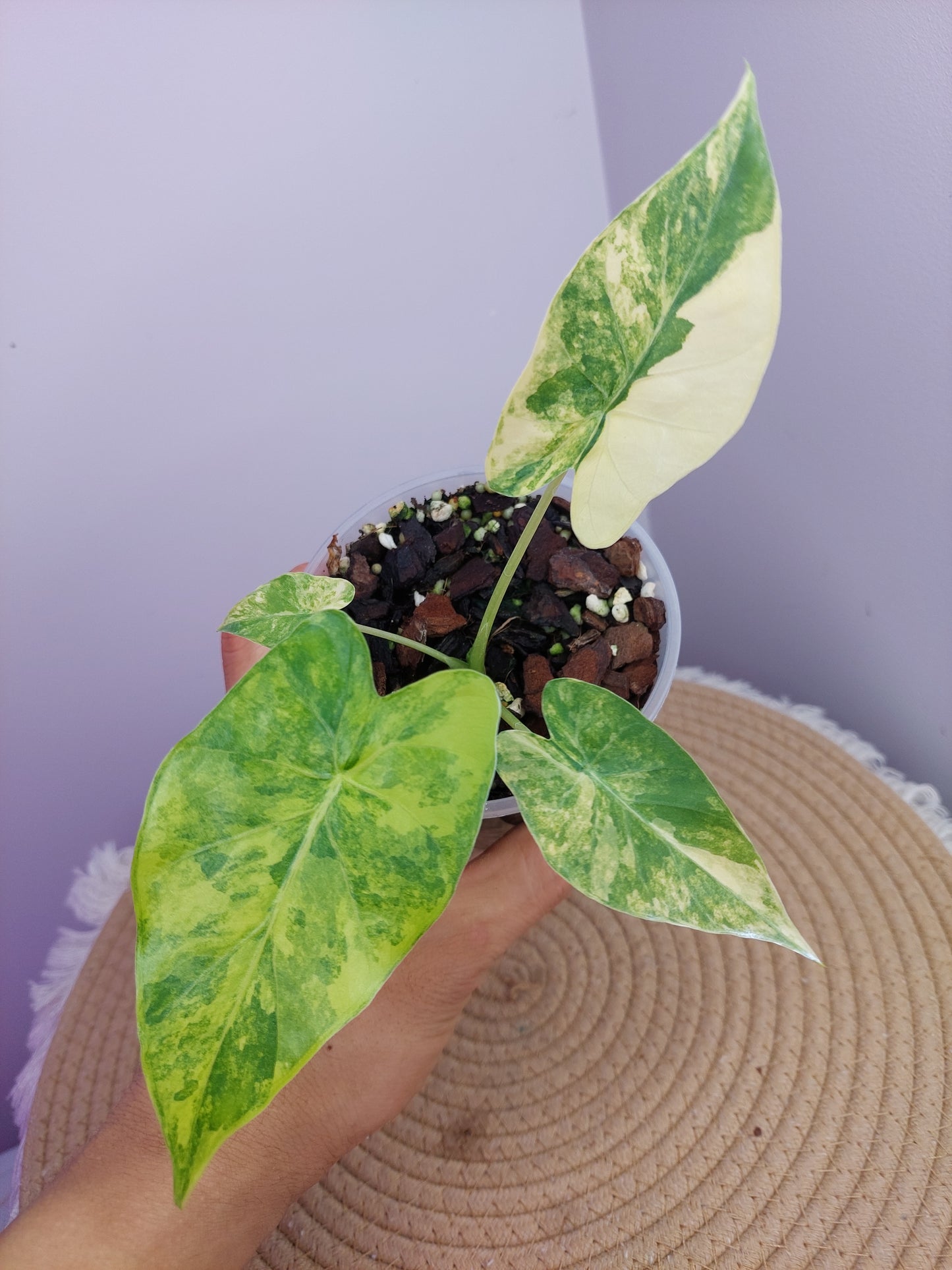 Alocasia Gageana Aurea Variegated A