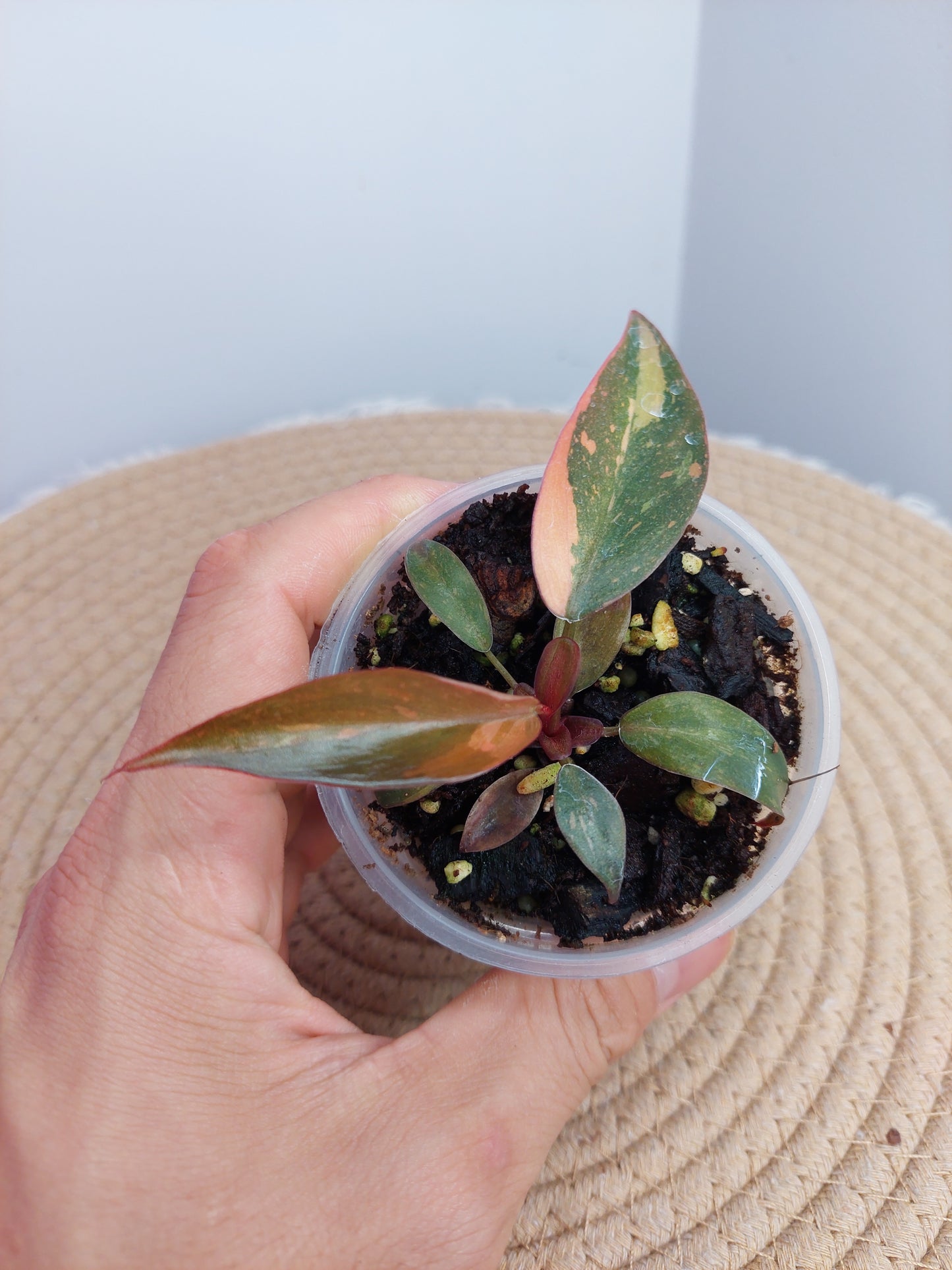 Philodendron Orange Princess Variegated A