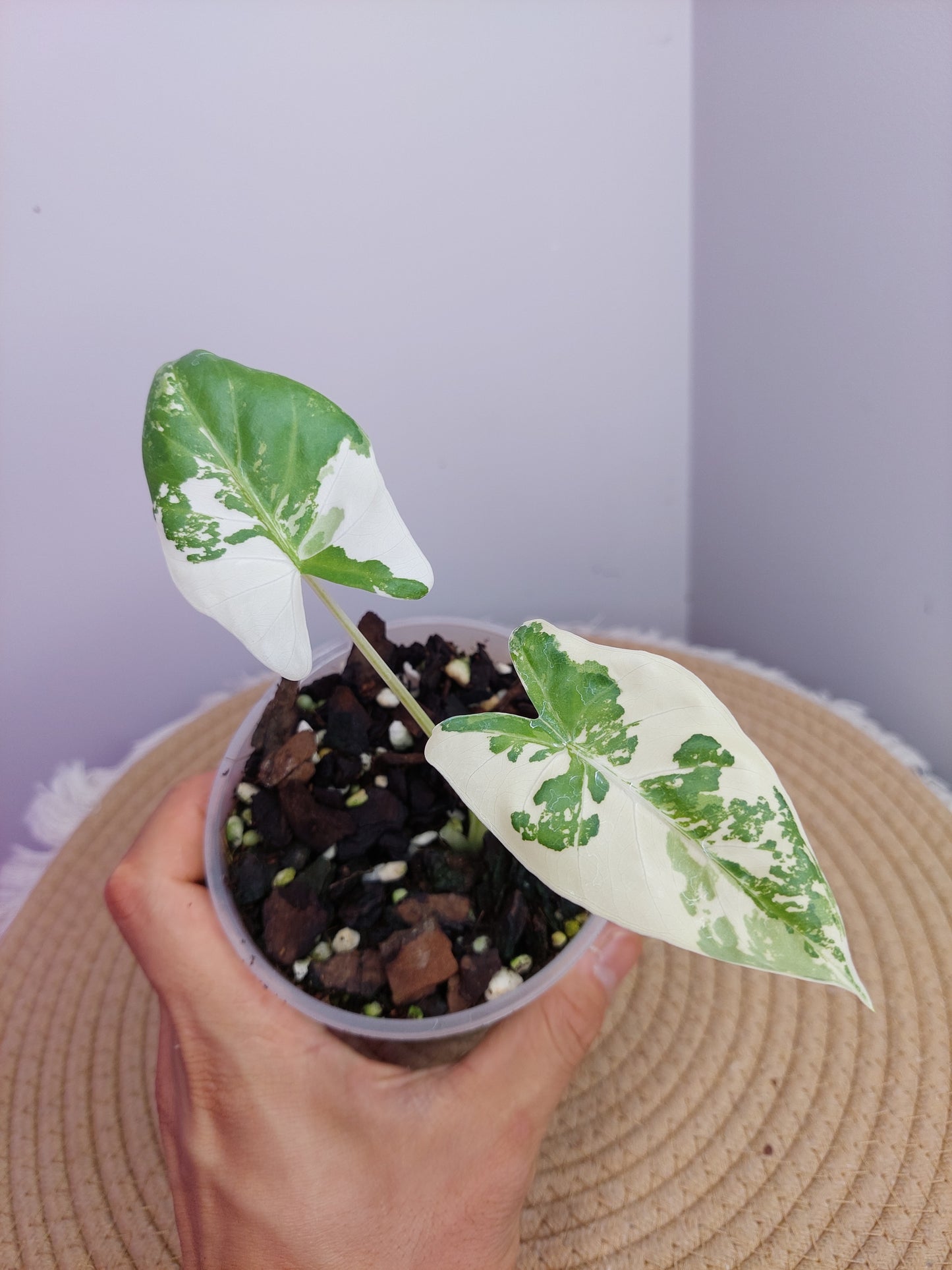 Alocasia Macrorrhiza Variegated A