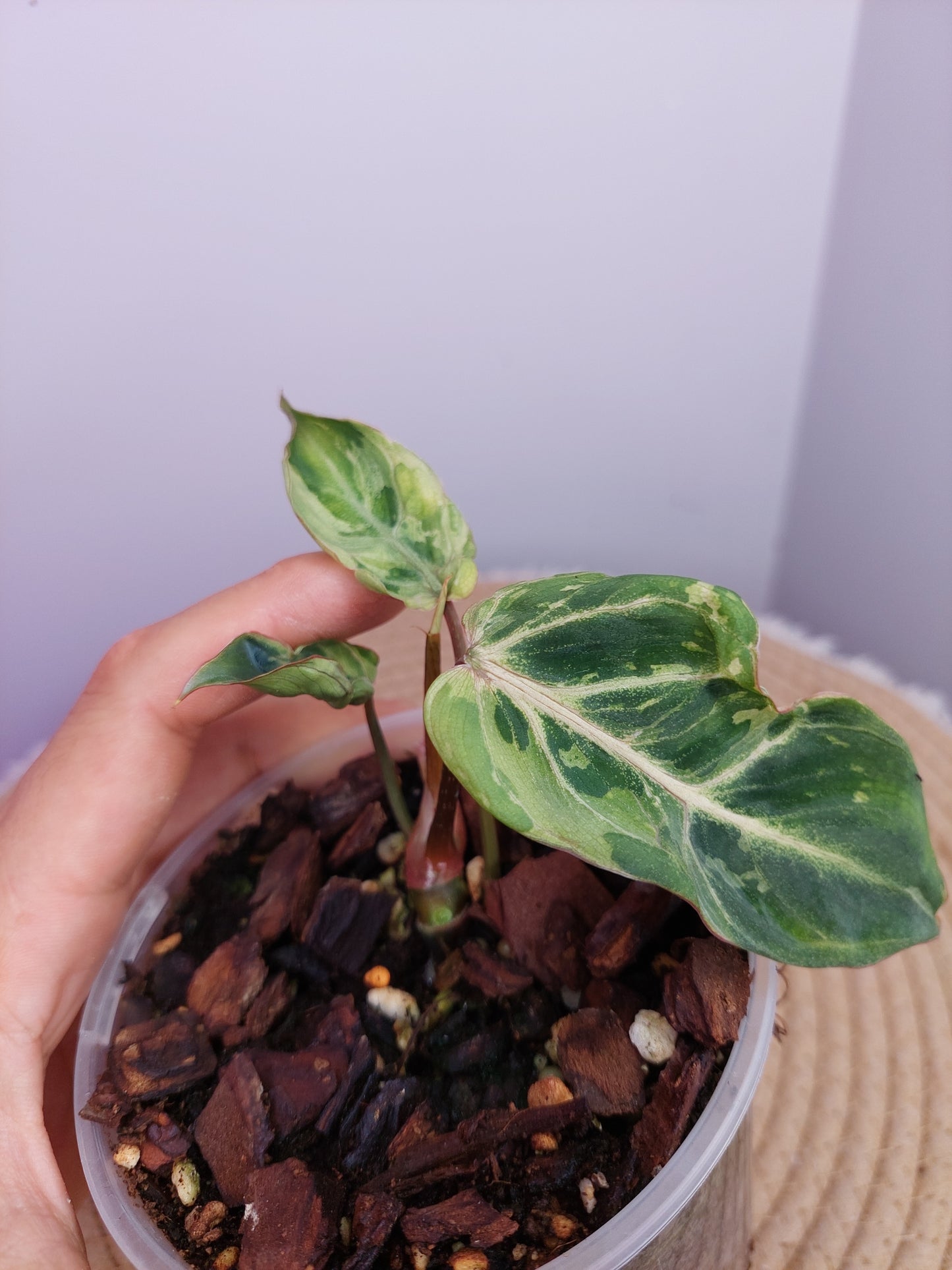 Philodendron Gloriosum Snow Leopard Variegated A