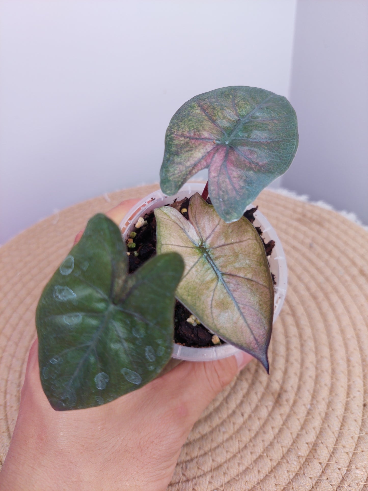 Alocasia Yucatan Princess Variegated A