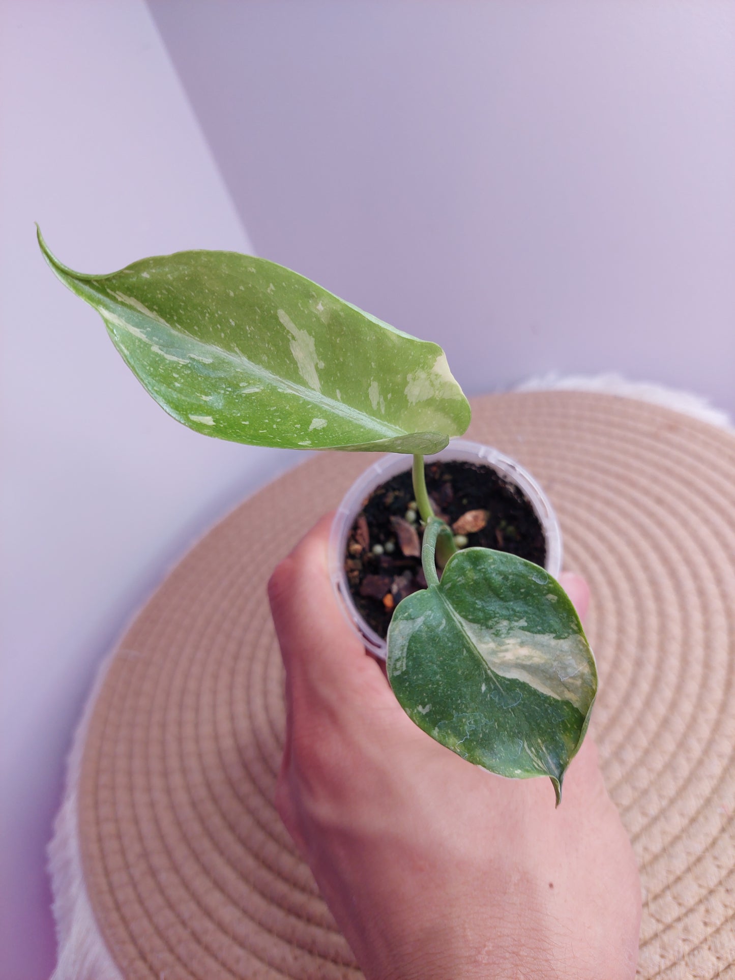 Monstera Thai Constellation #1