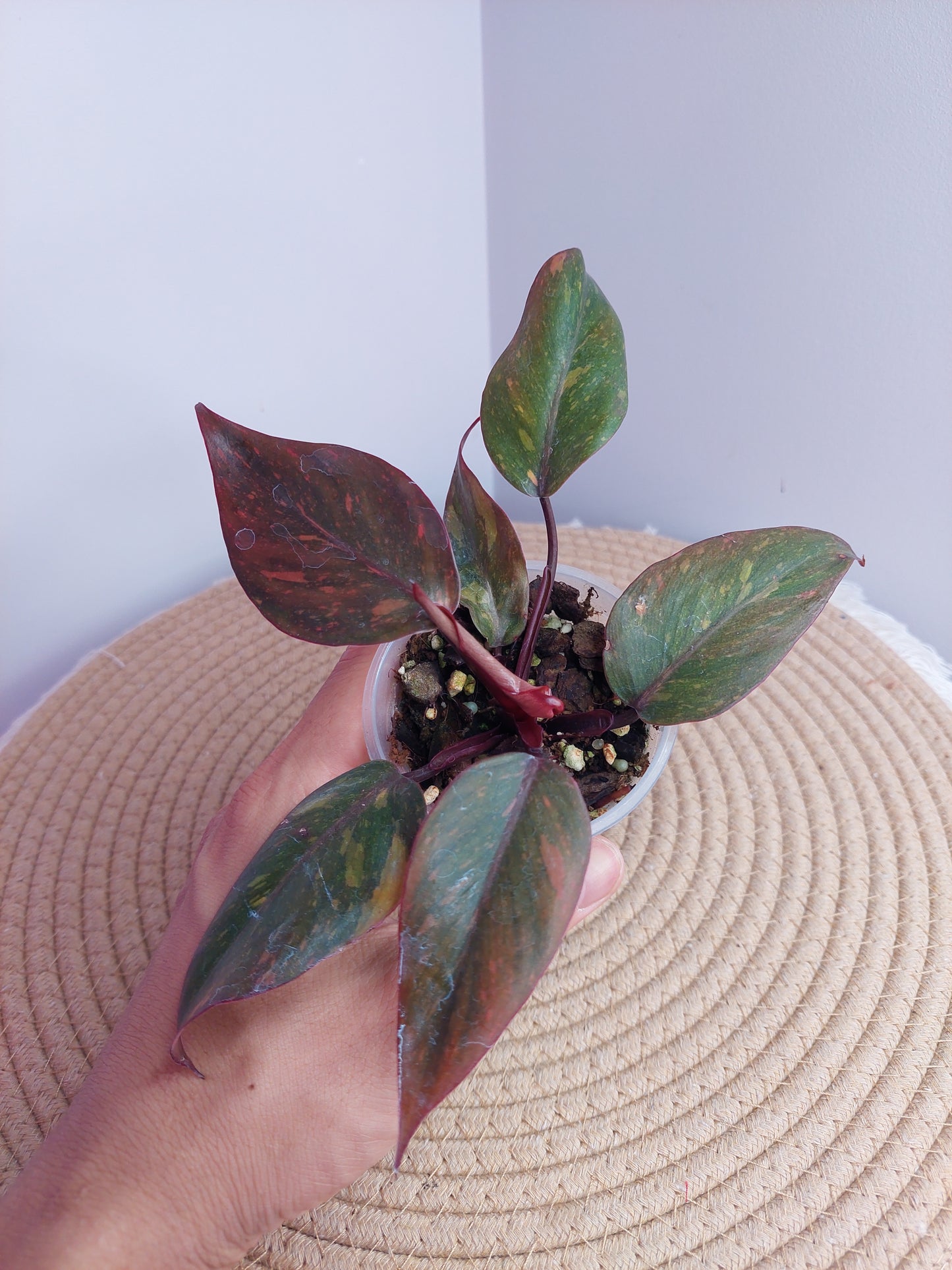 Philodendron Orange Princess Variegated #1