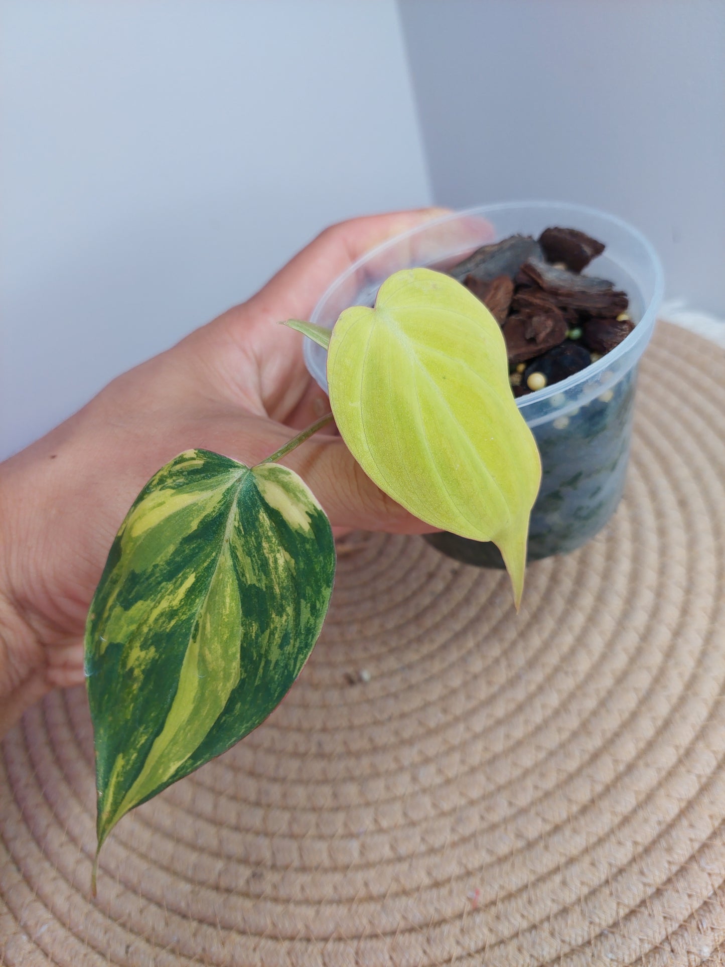 Philodendron Mican Variegated #1