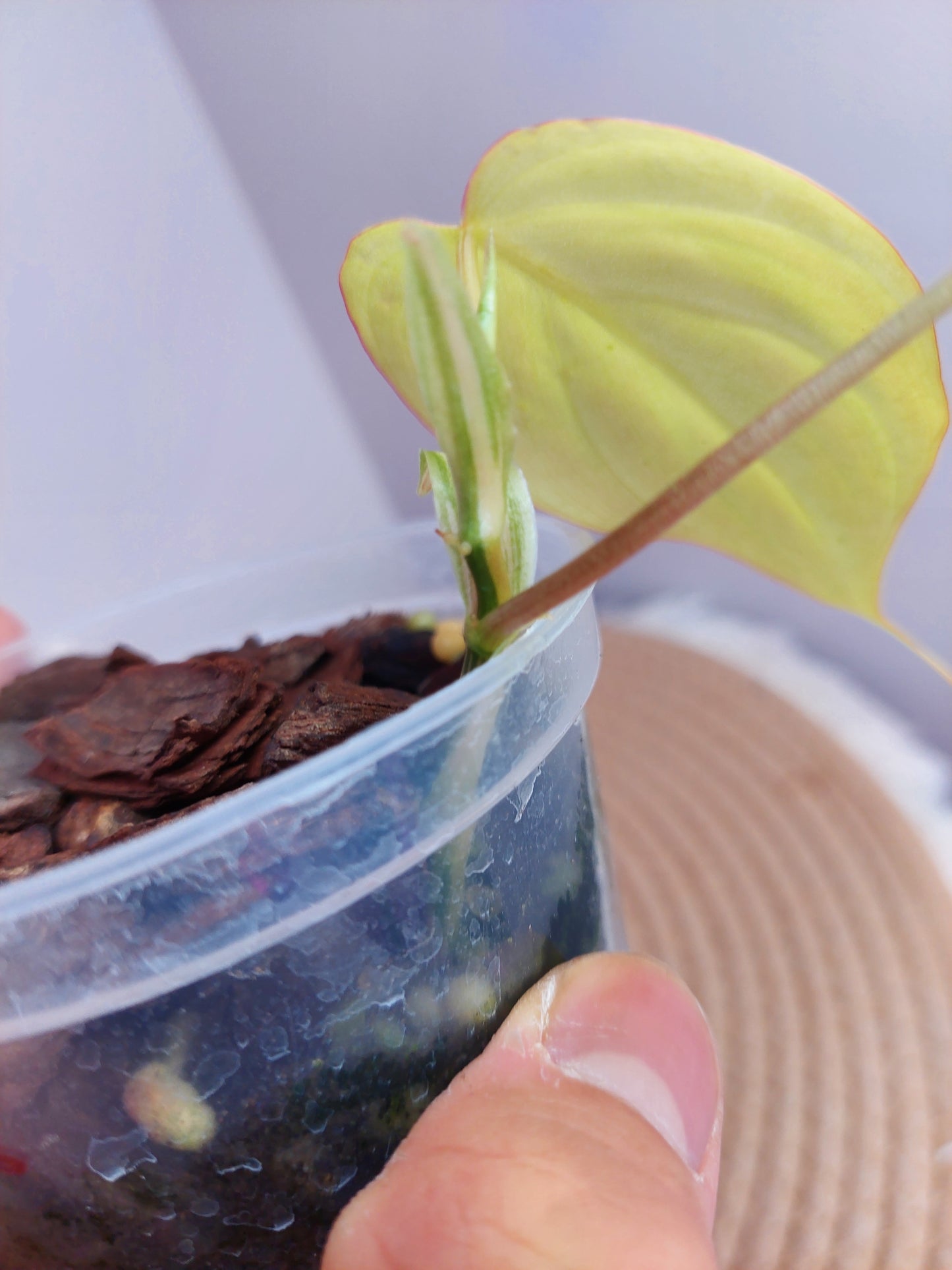 Philodendron Mican Variegated #1