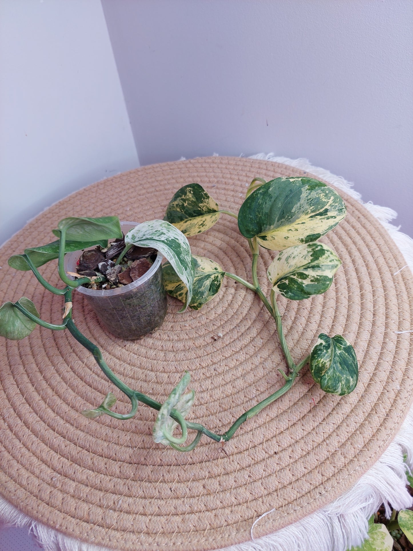 Scindapsus Silver Cloud Variegated #1