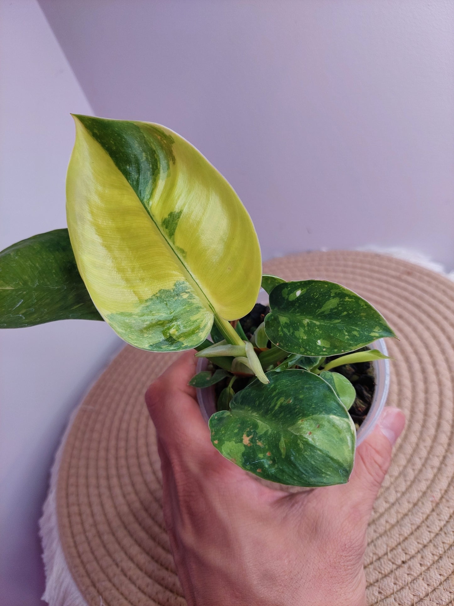 Philodendron Green Congo(Nuclear Congo) #1