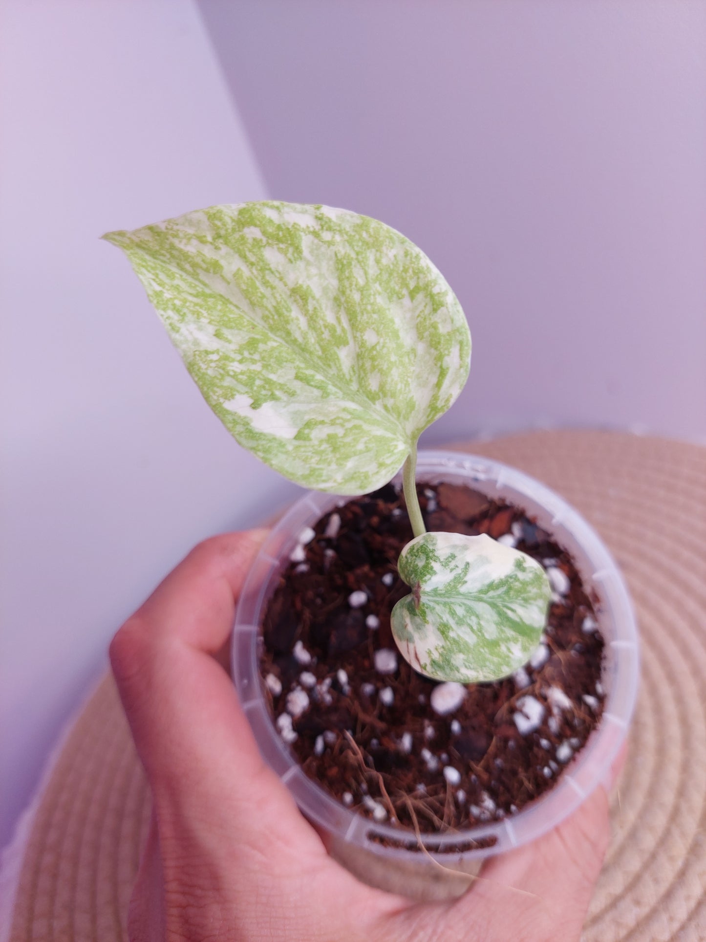 Monstera Cream Cheese #1