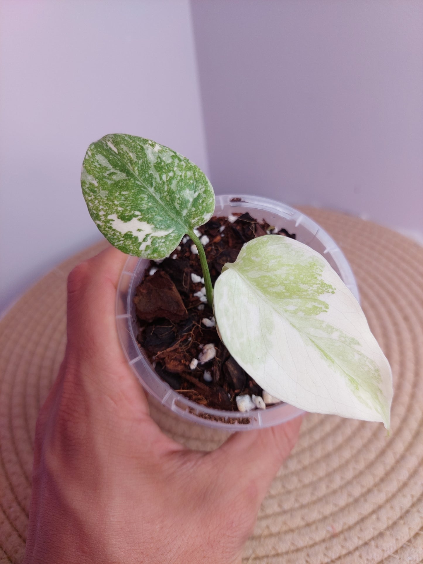Monstera Cream Cheese #3