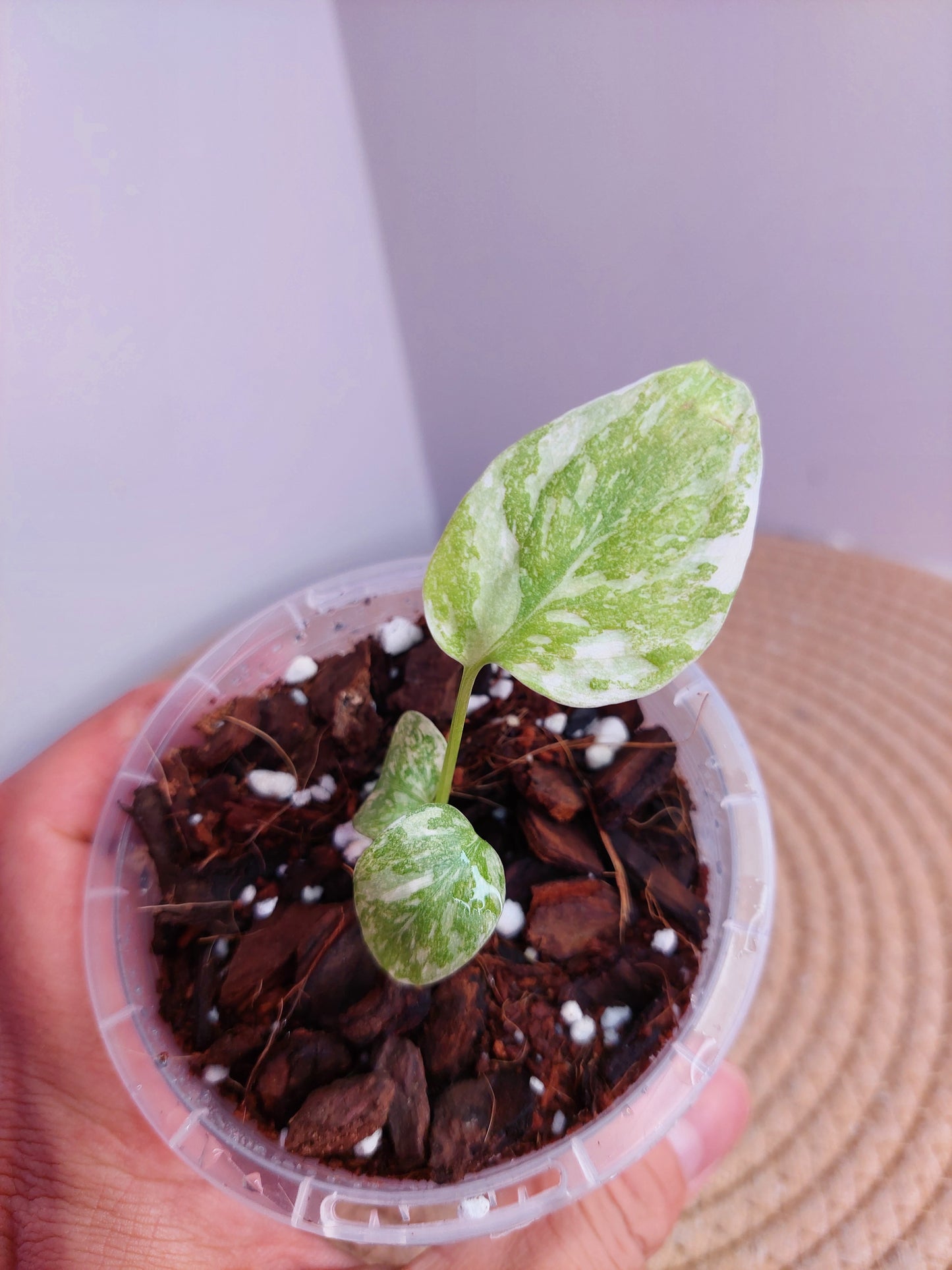 Monstera Cream Cheese #4