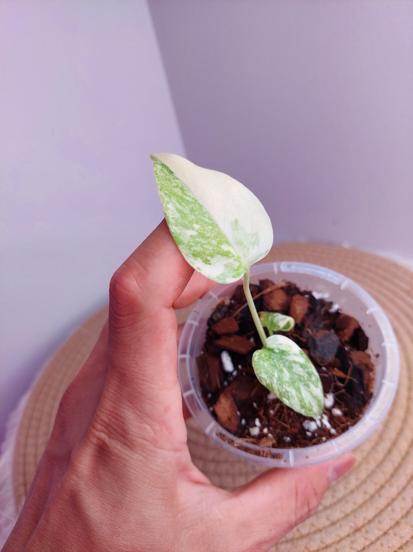 Monstera Cream Cheese #5